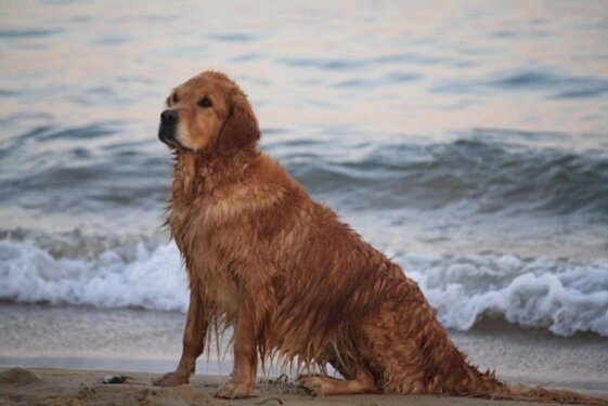 Guya Golden Retriever