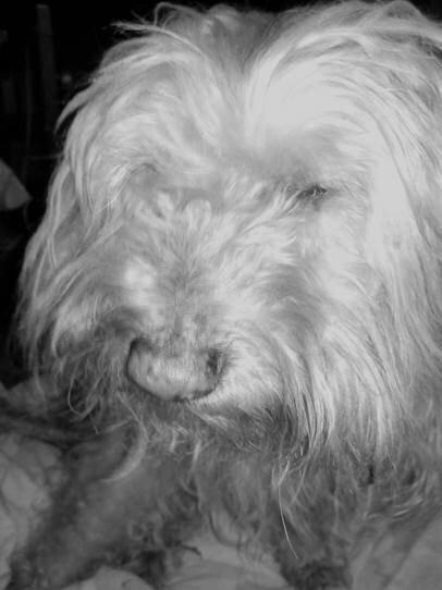 Buddy