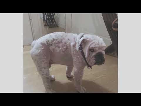 Theodoros - il cane venuto dalle stelle • Booktrailer Ufficiale